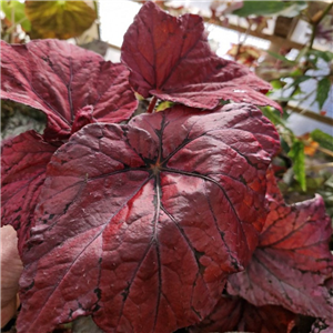 Begonia 'Ruby Celebration'